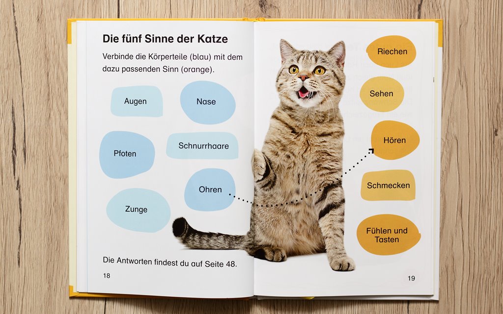 Lucas neue Katze