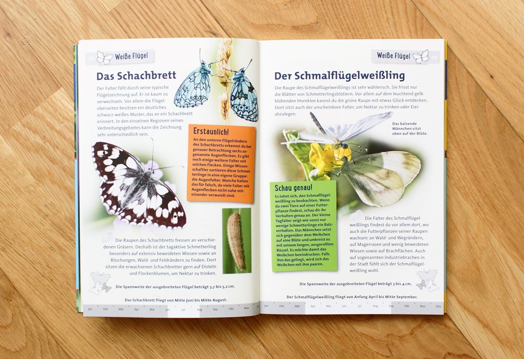 Welcher Schmetterling ist das?