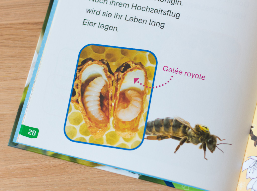 WAS IST WAS Erstes Lesen easy! Wie lebt die Honigbiene?