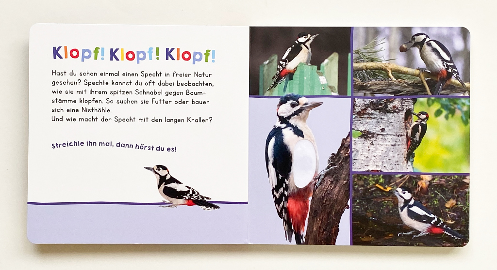Hör mal rein, wer kann das sein? Vögel