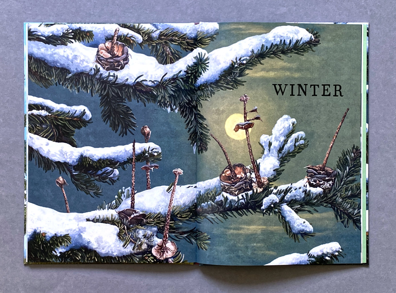 Das große Buch vom Tannenbaum