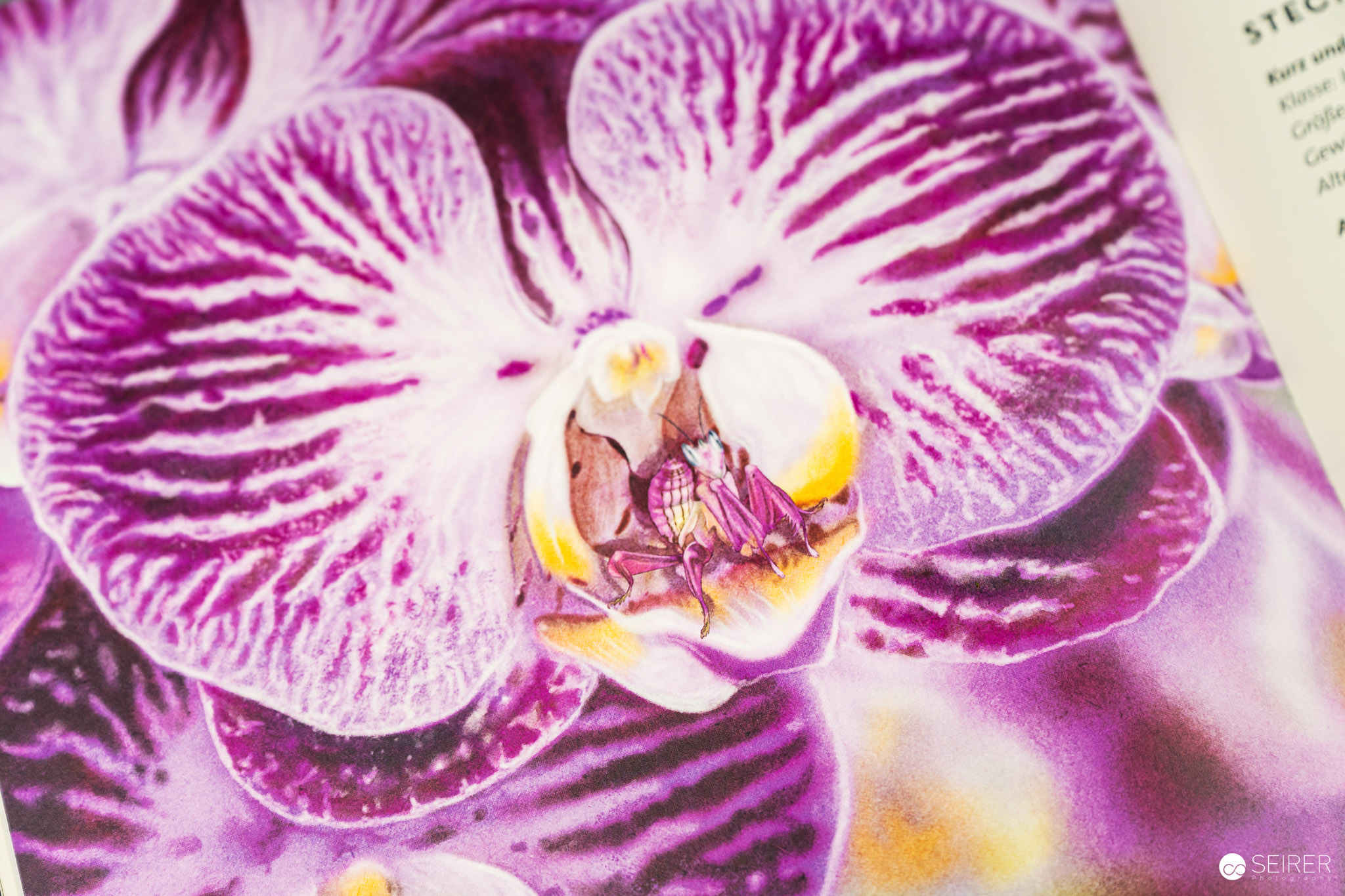 Unsichtbar: Meister der Tarnung