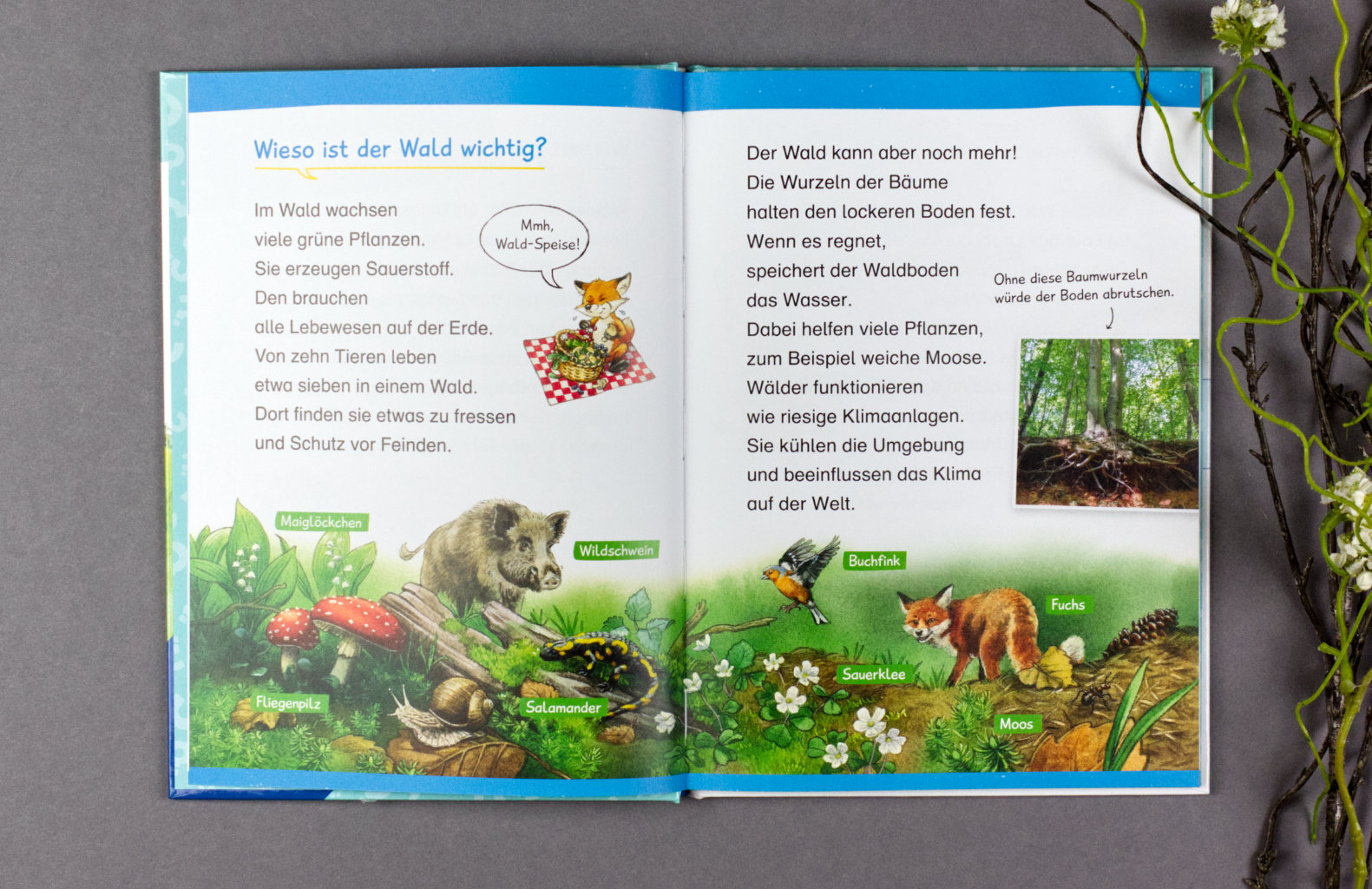 Wieso? Weshalb? Warum? Erstleser: Im Wald