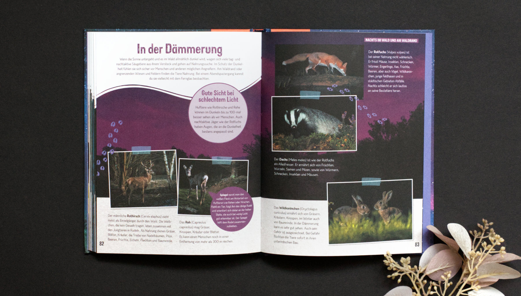 Anita van Saan: Die Nacht - Sternenhimmel, Tiere & Natur